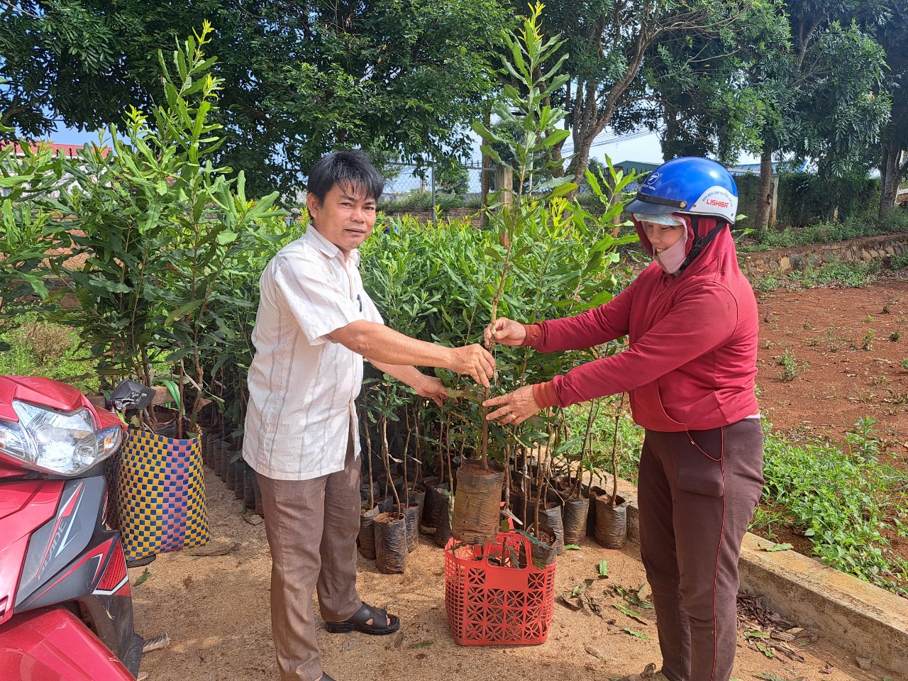 Huyện Krông Năng hỗ trợ giống cây trồng xen cho người dân vùng Chương trình Compact